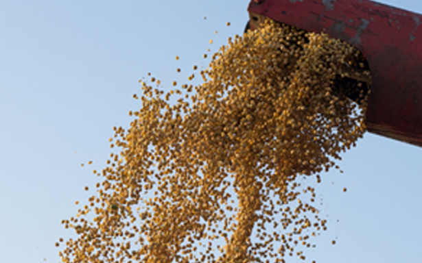 Animal Feed Raw Materials (Cakes/Meals)